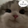 GomGomm님의 프로필 사진